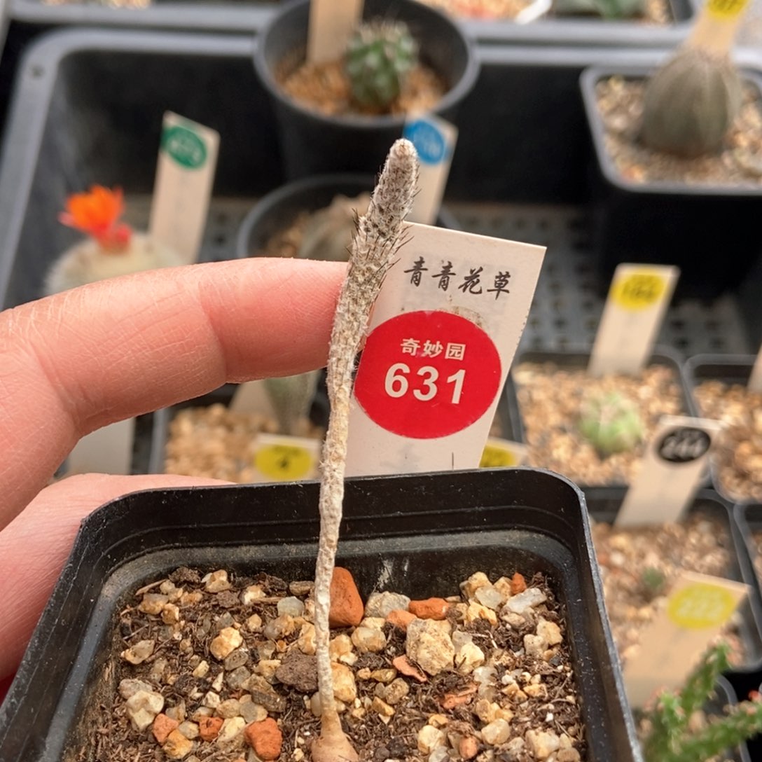 实生五年半武辉丸一颗仙人球