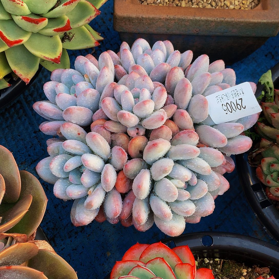 老***亮    香水多肉29005