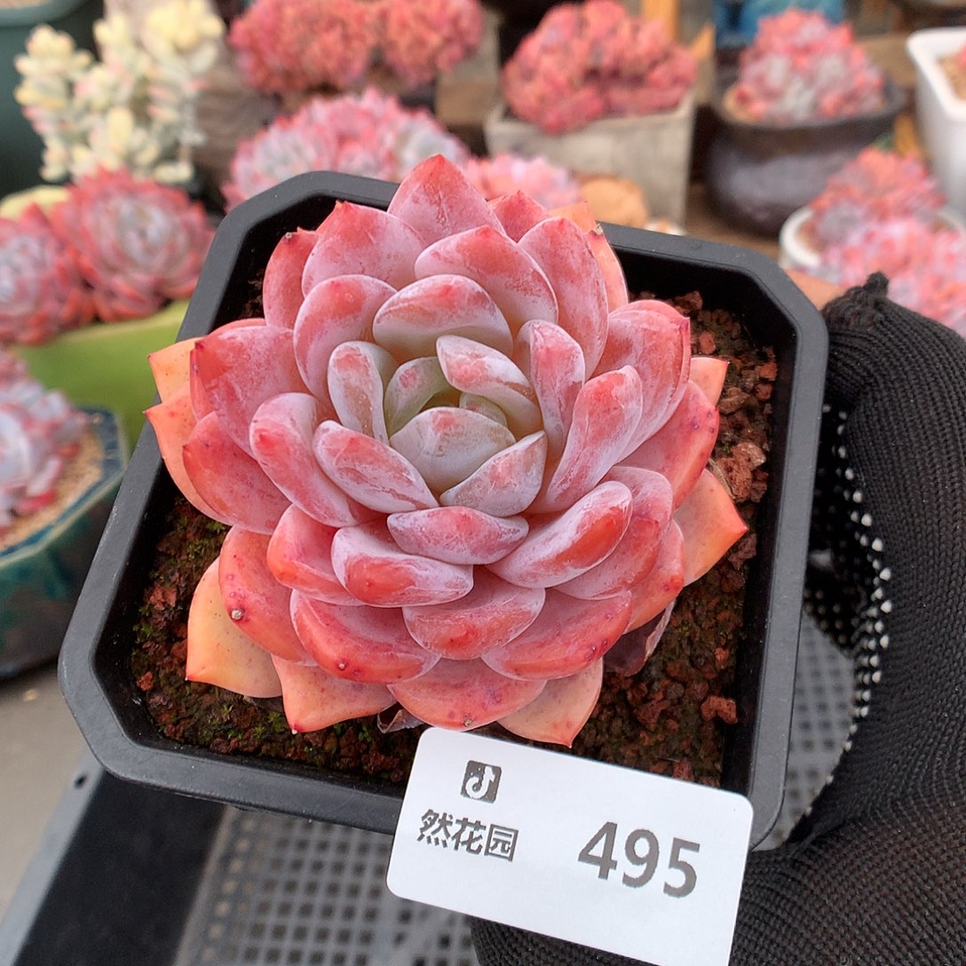 495雪天使多肉植物666