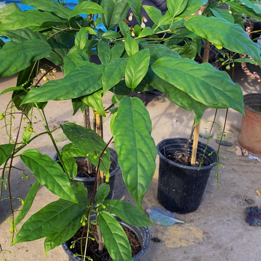 大部分花苞少量开放垂丝茉莉大盆