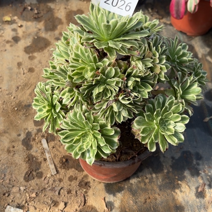 碧浪多肉法师2026