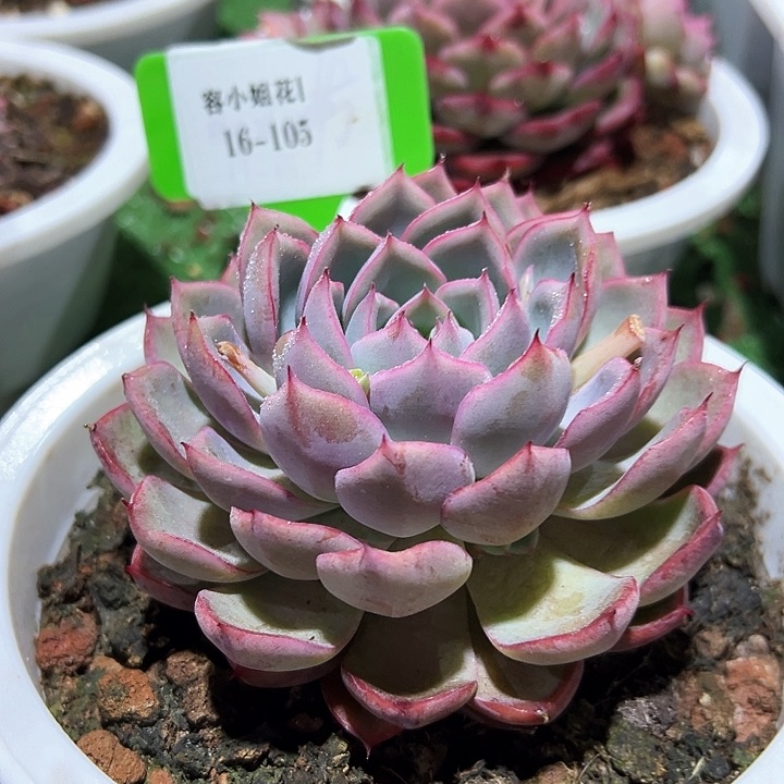 16.105粉樱桃带盆一个