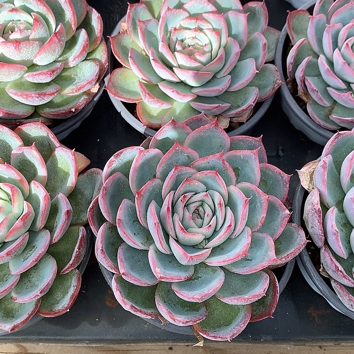 19法兰西玫瑰 福利多多