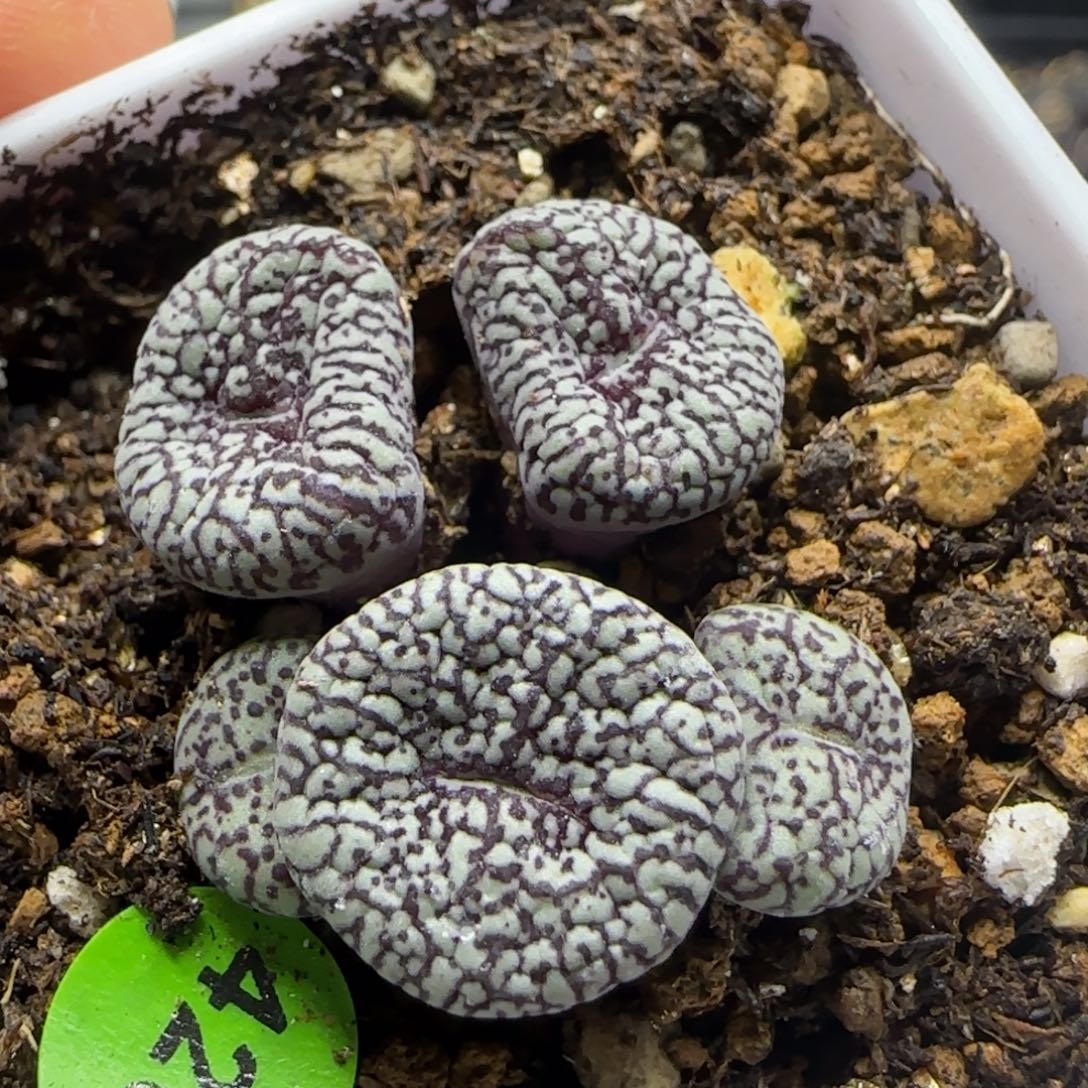 墨小锥群多肉植物420