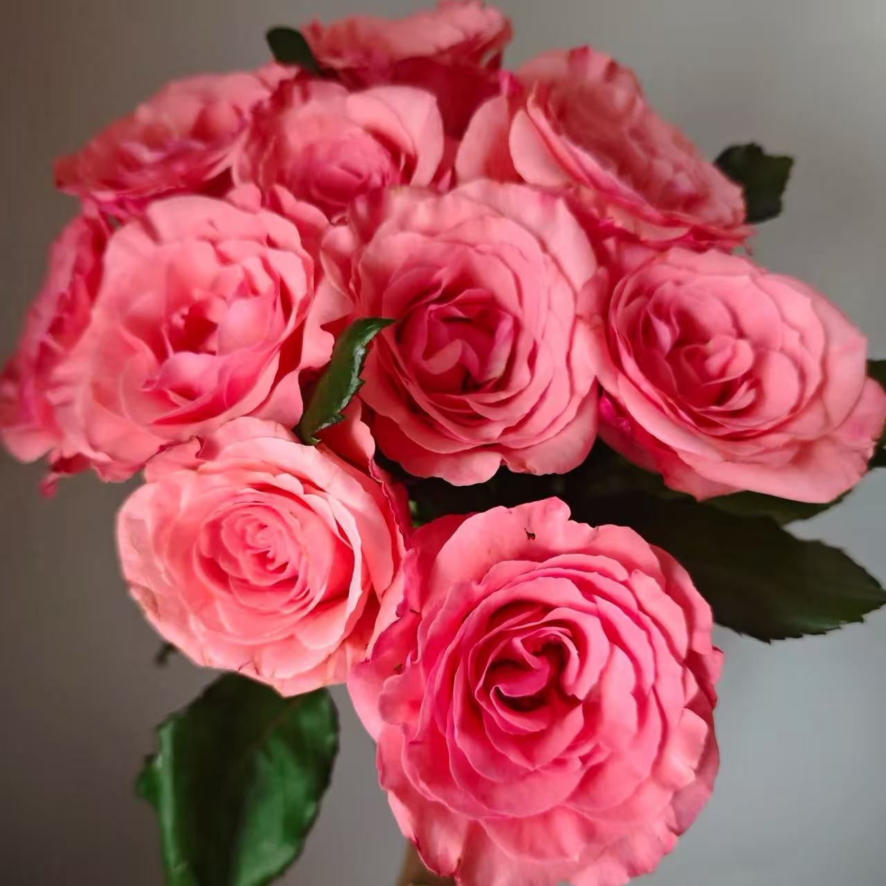 醉梦佳人玫瑰18支+2支防损 收到先醒花拍1单发中通2单升级快递