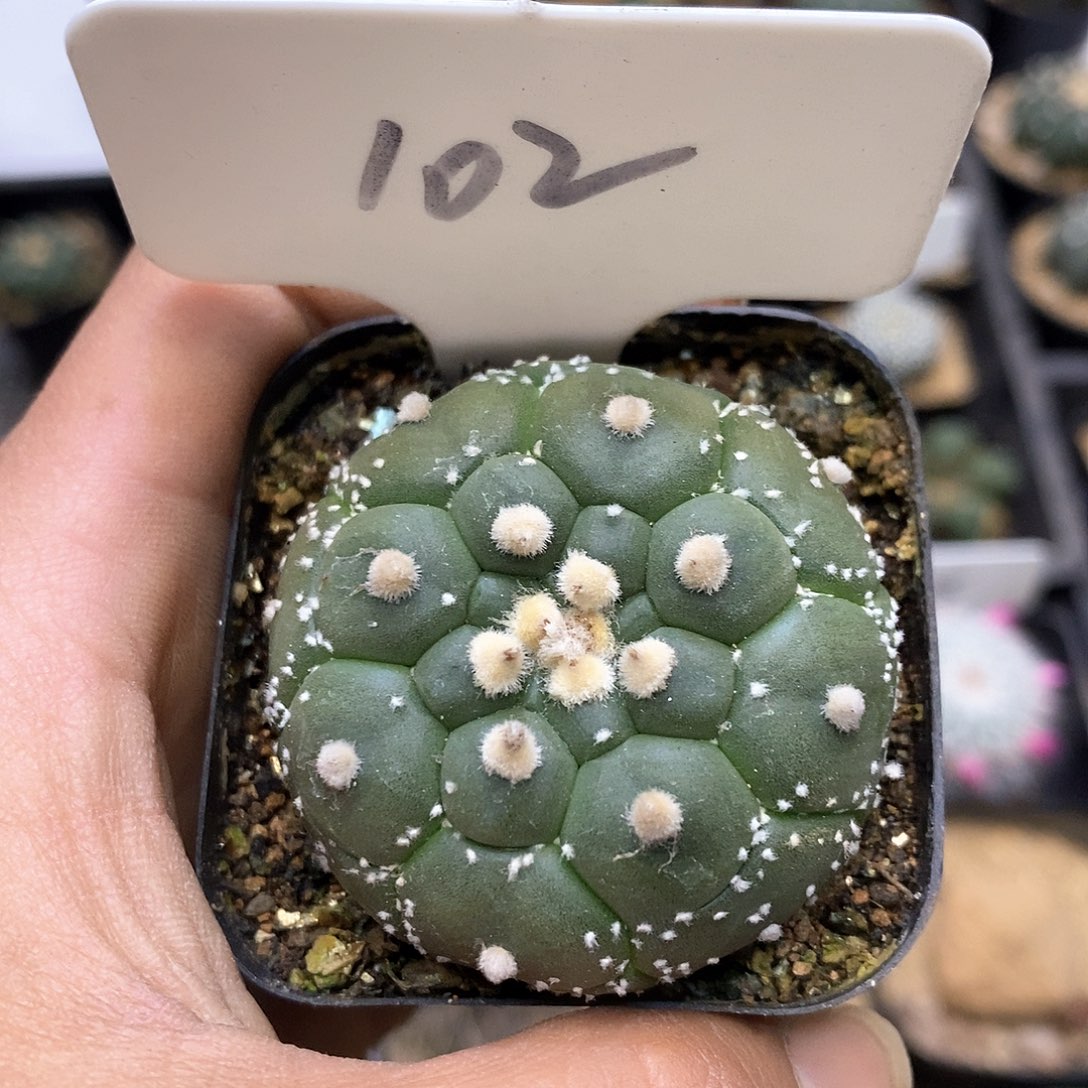 开播时间周一晚播到晚上