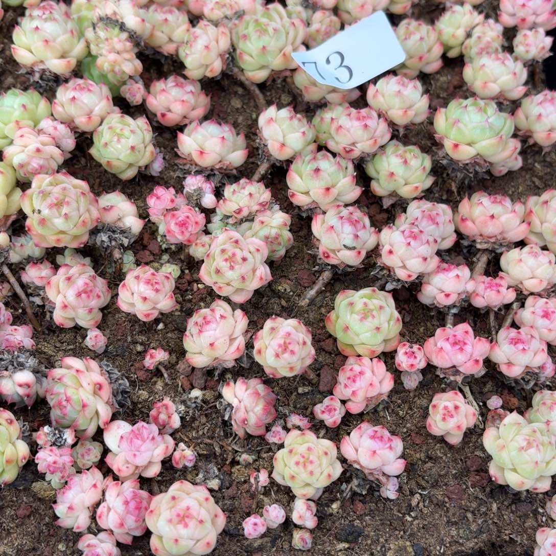 紫***x多肉植物多肉植物73