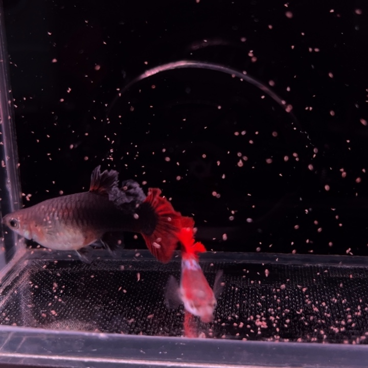 孔雀鱼爆绒折扇1对