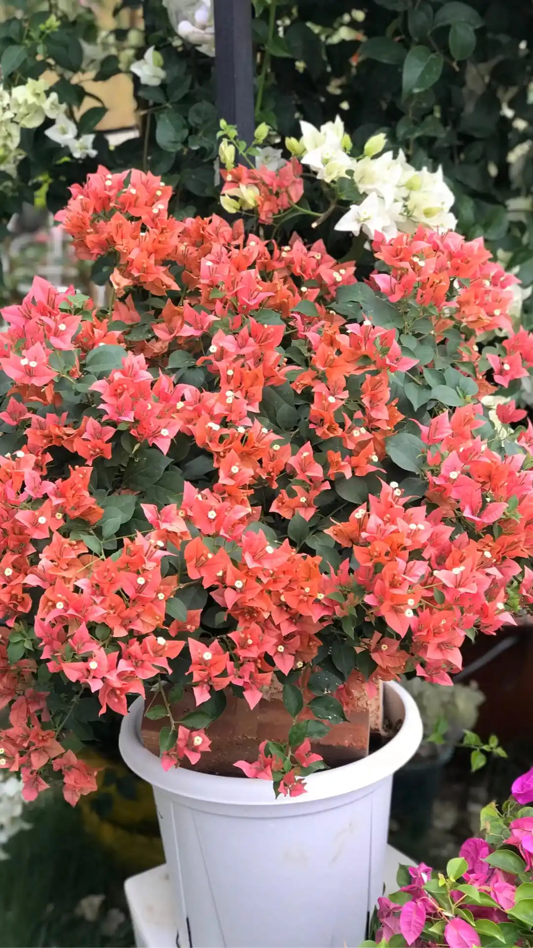 【布里扎】伊娃系列勤花三角梅四季开花基地直发