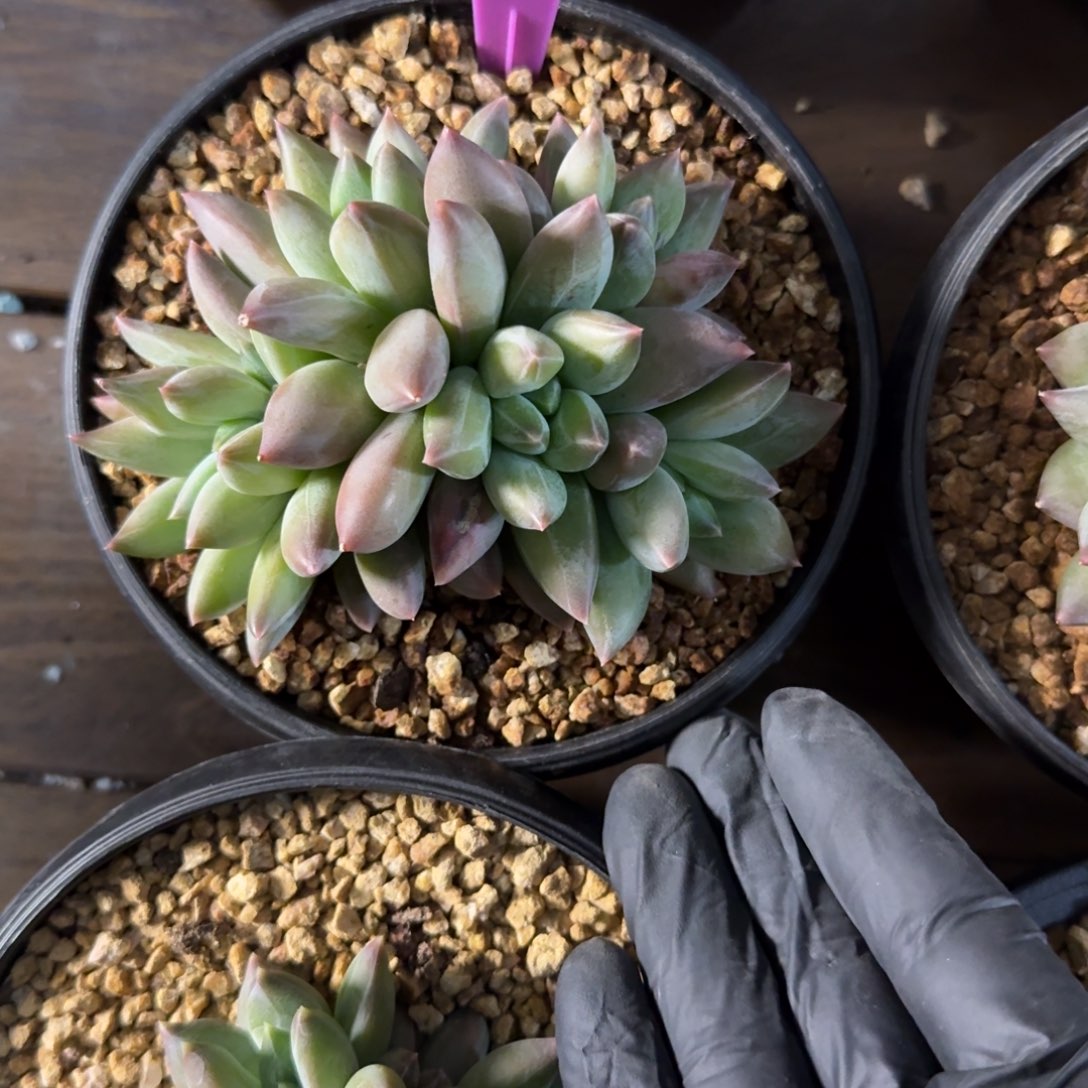 重楼111111111111111111111