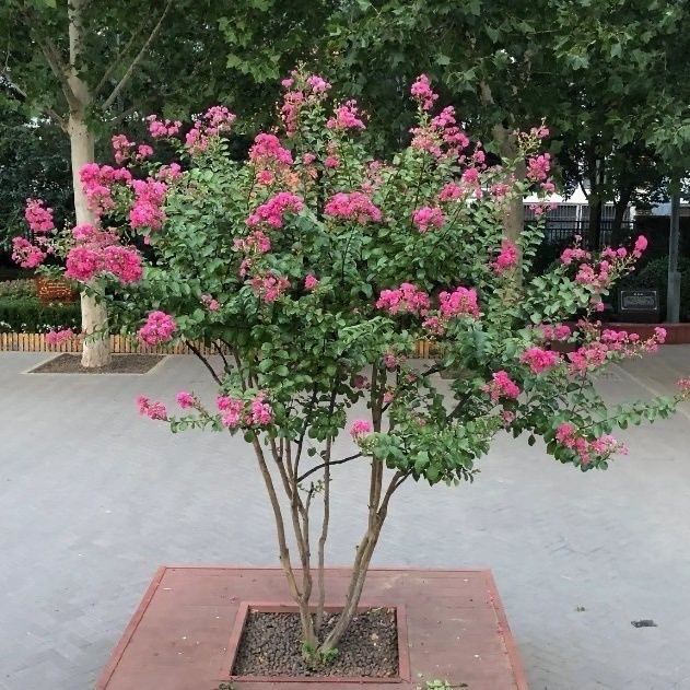 金紫薇红火箭紫薇花树苗盆栽花卉室内阳台庭院四季耐寒热老桩