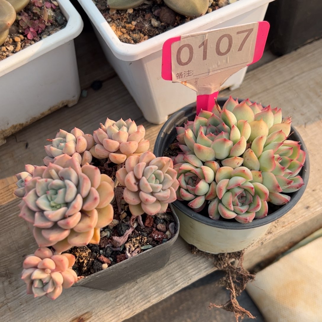 两颗一组粉布偶荷花群