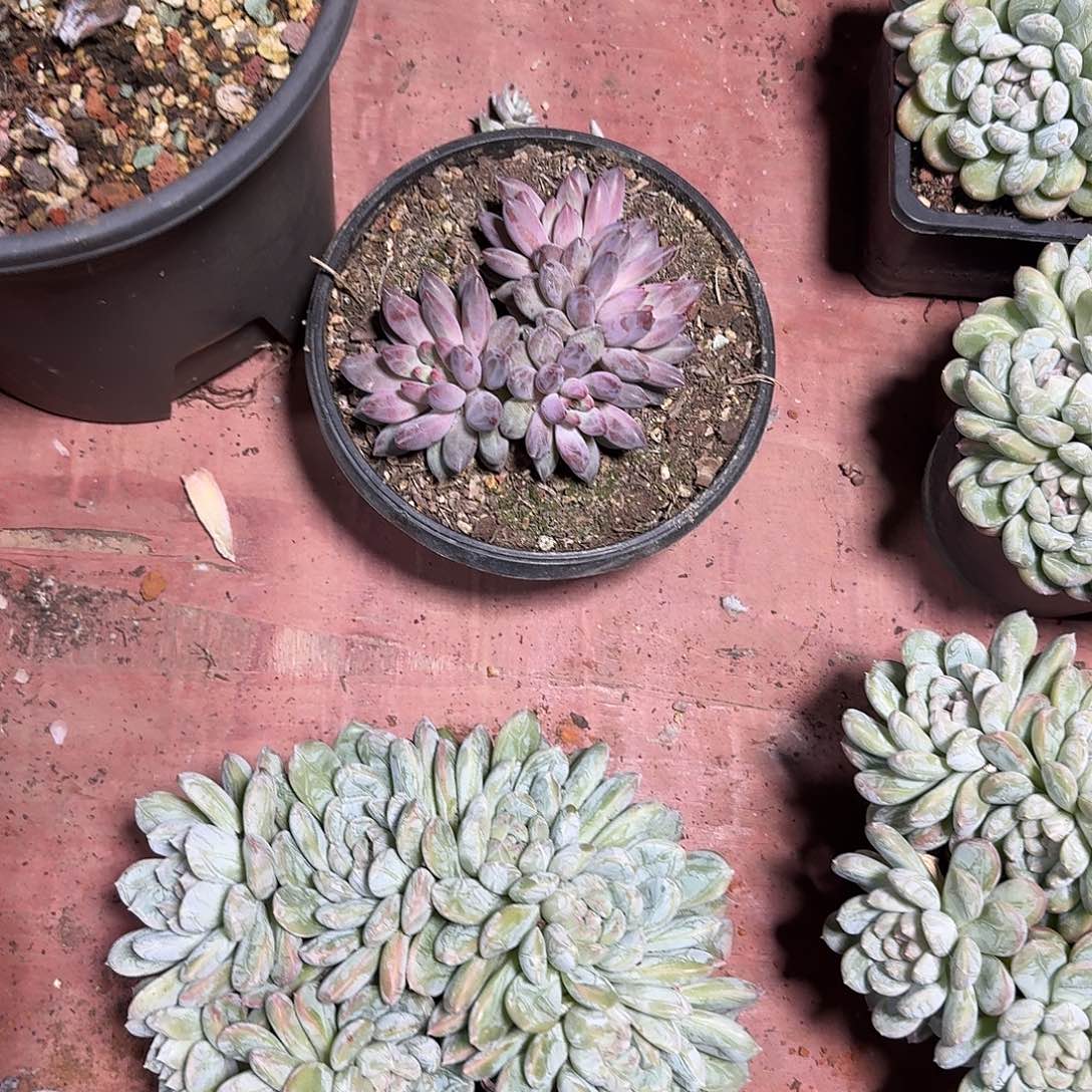 知***婳虞美人一个一组自拍