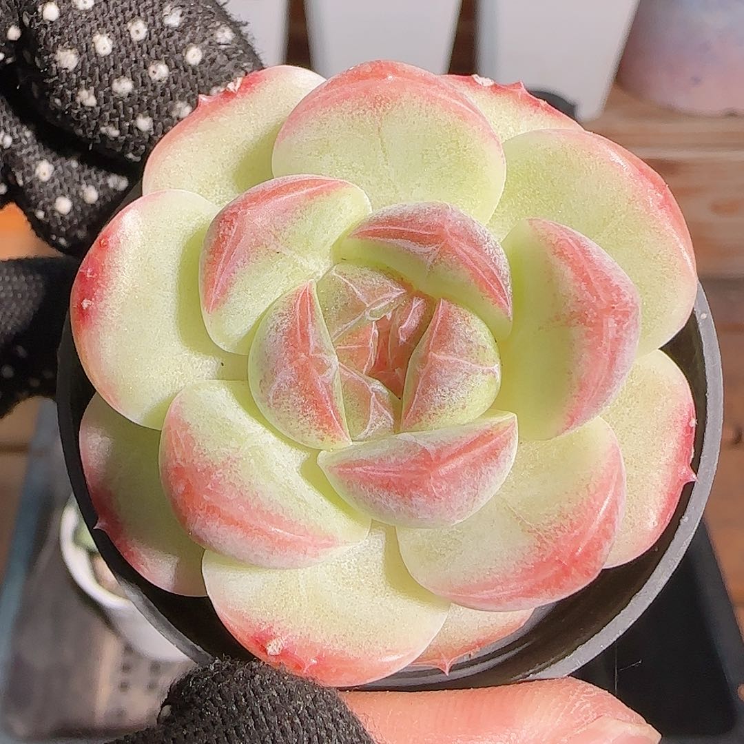 多肉1102--149白桃汽水