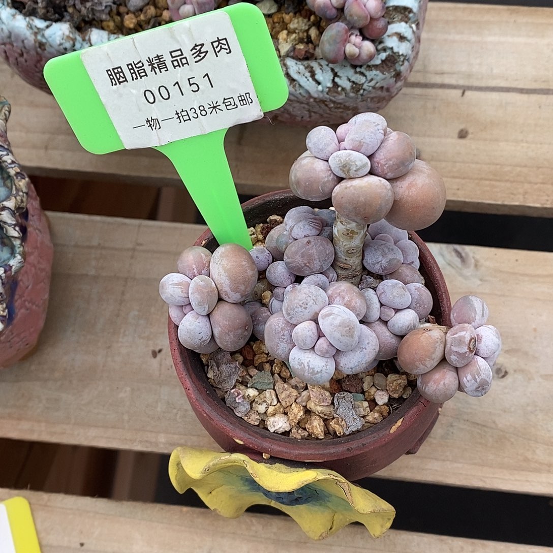 151太无趣摸图有蜗牛