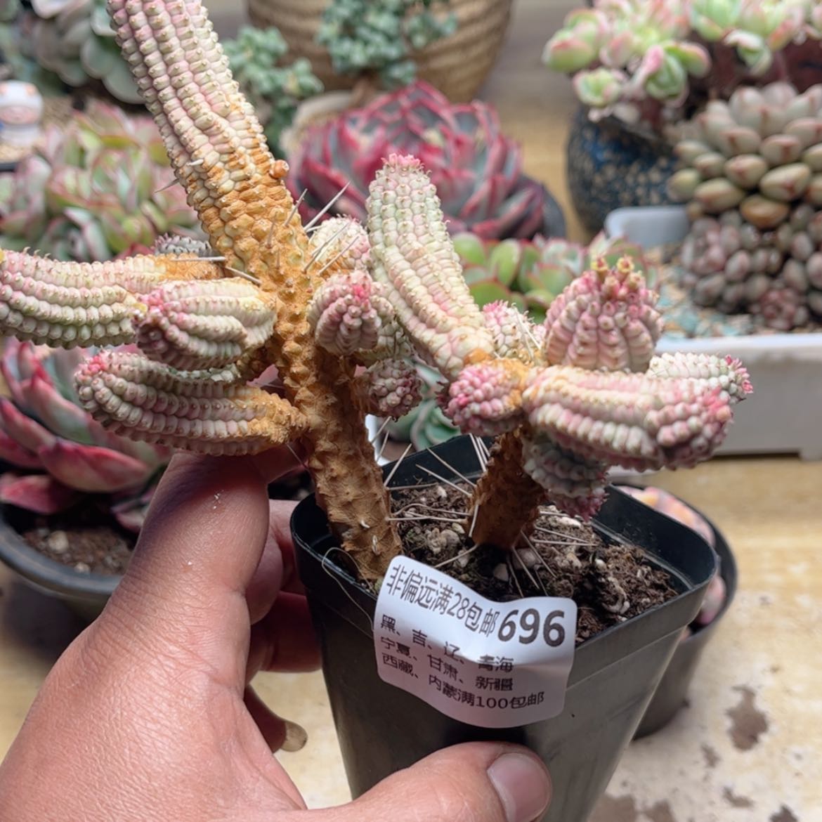 【闪购商品】696白化麒麟