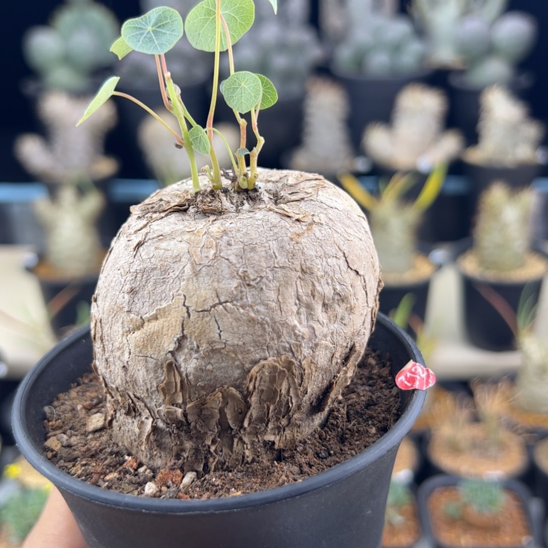 冰蓝龟6.7一物一拍