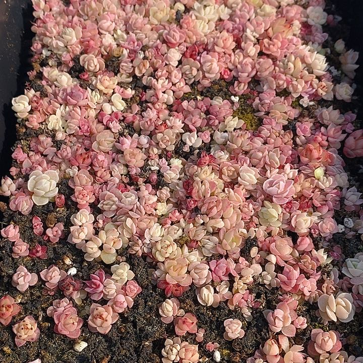 254 多肉植物盆栽花卉