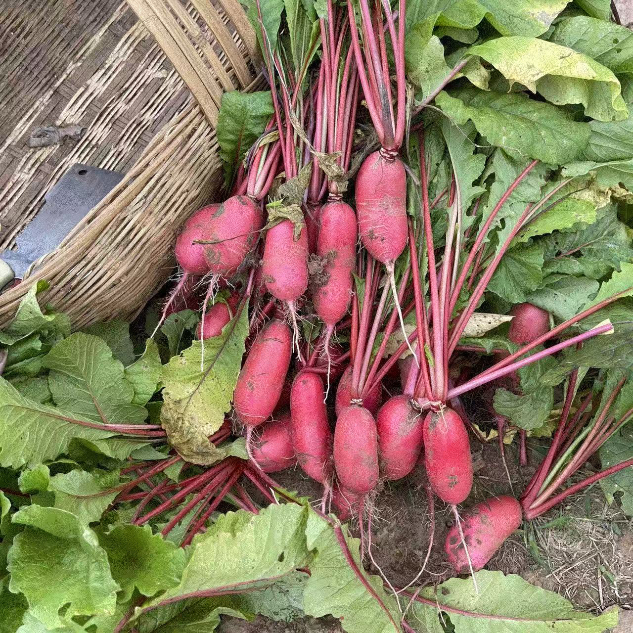 新鲜萝卜5斤京东包邮