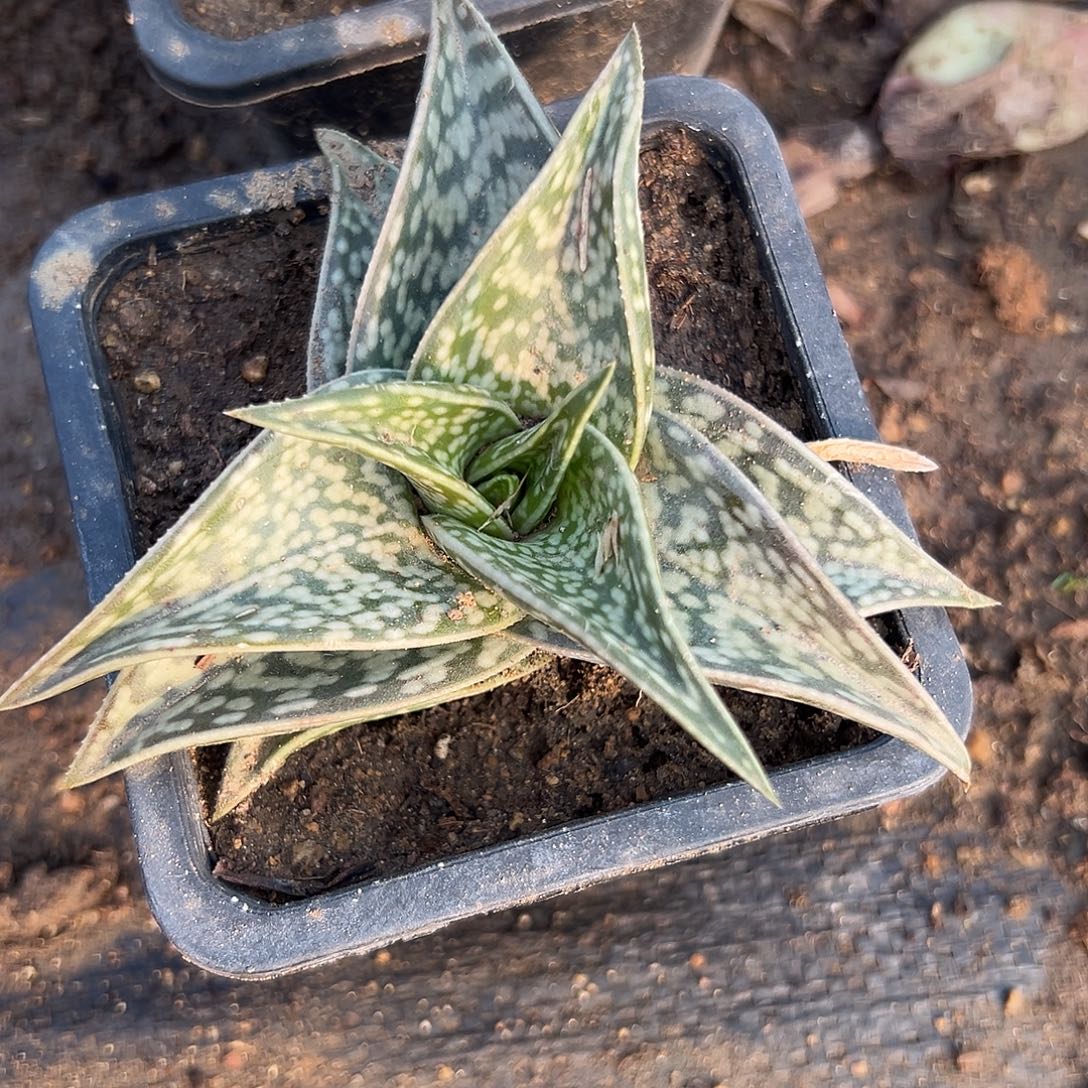 多肉植物千代单头