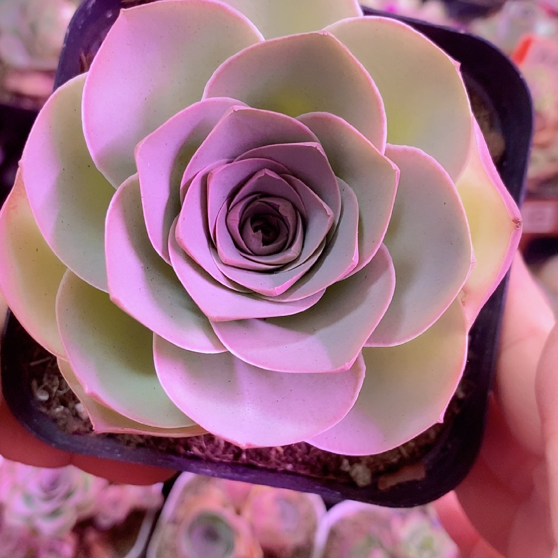 山地玫瑰一物一拍449qfw