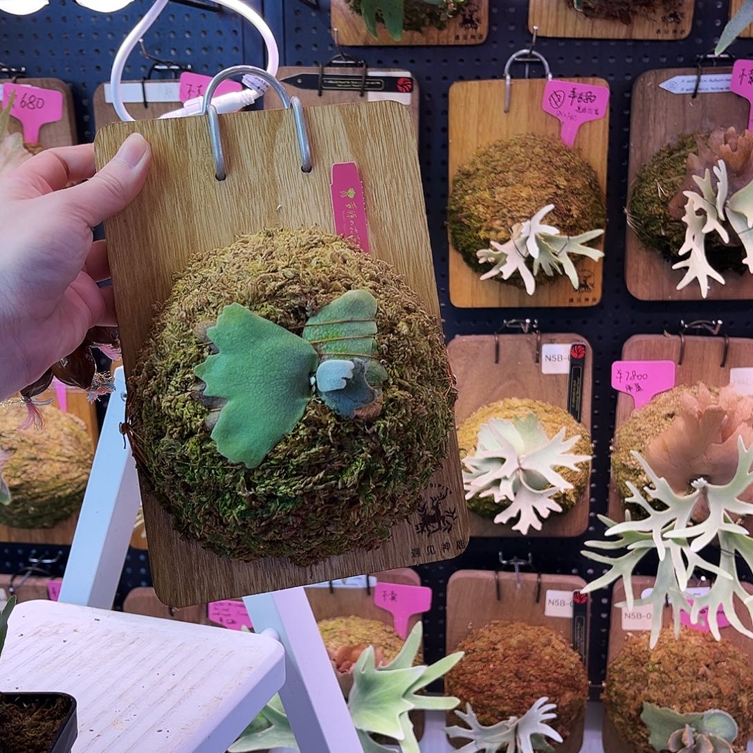 不开花植物黄源 珍妮