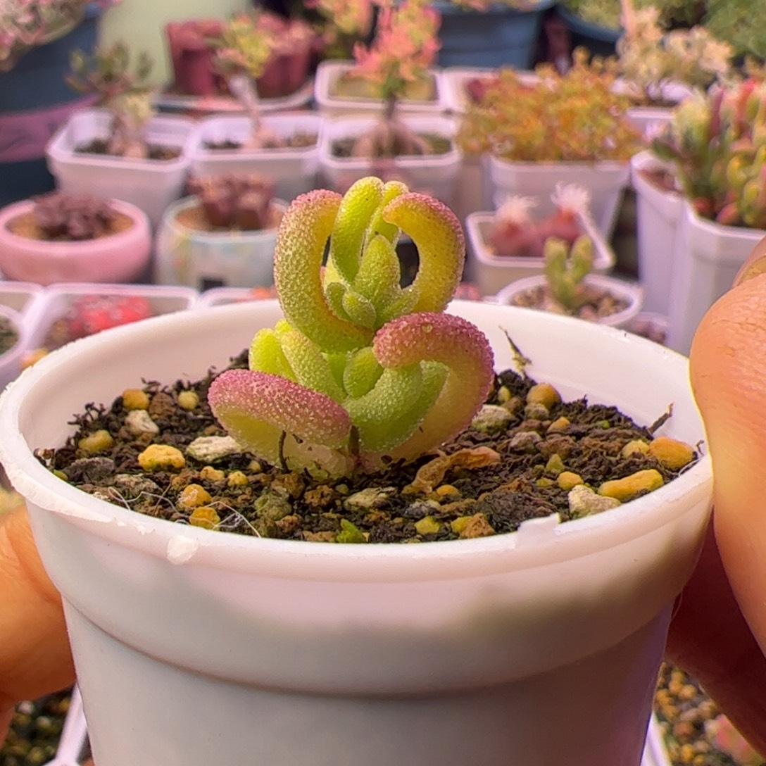 蓝***姚多肉植物枝干钻石黄锦