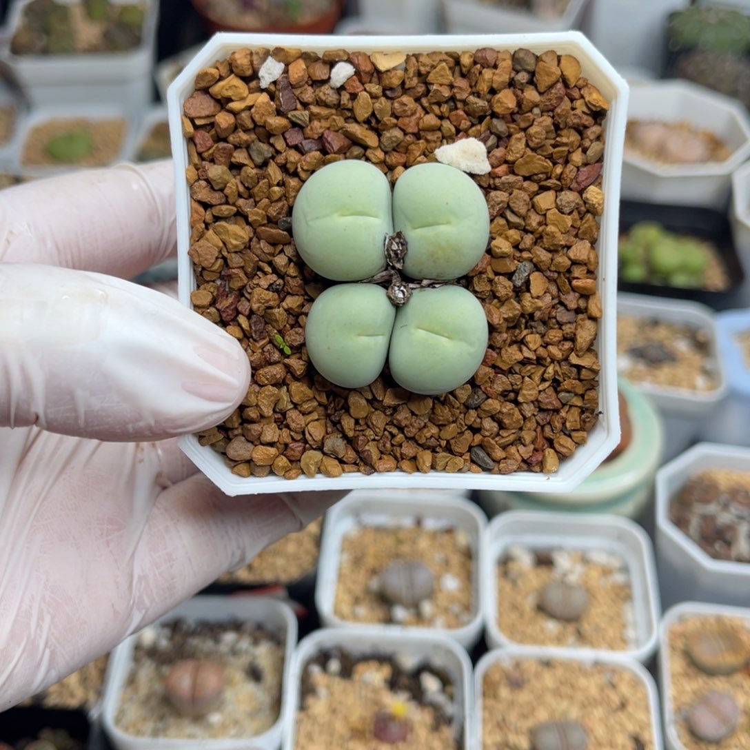 多肉植物一物一拍82