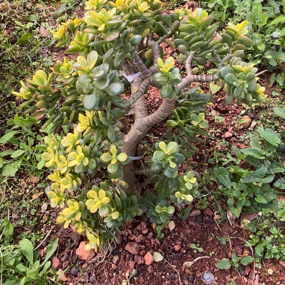 小雨多肉绝库房紫玉树锦