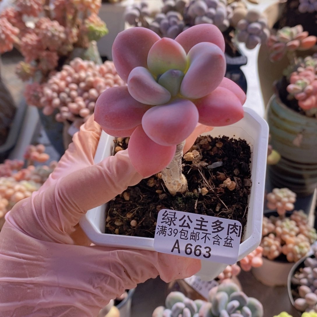 樱花洛神单头老桩663多肉植物