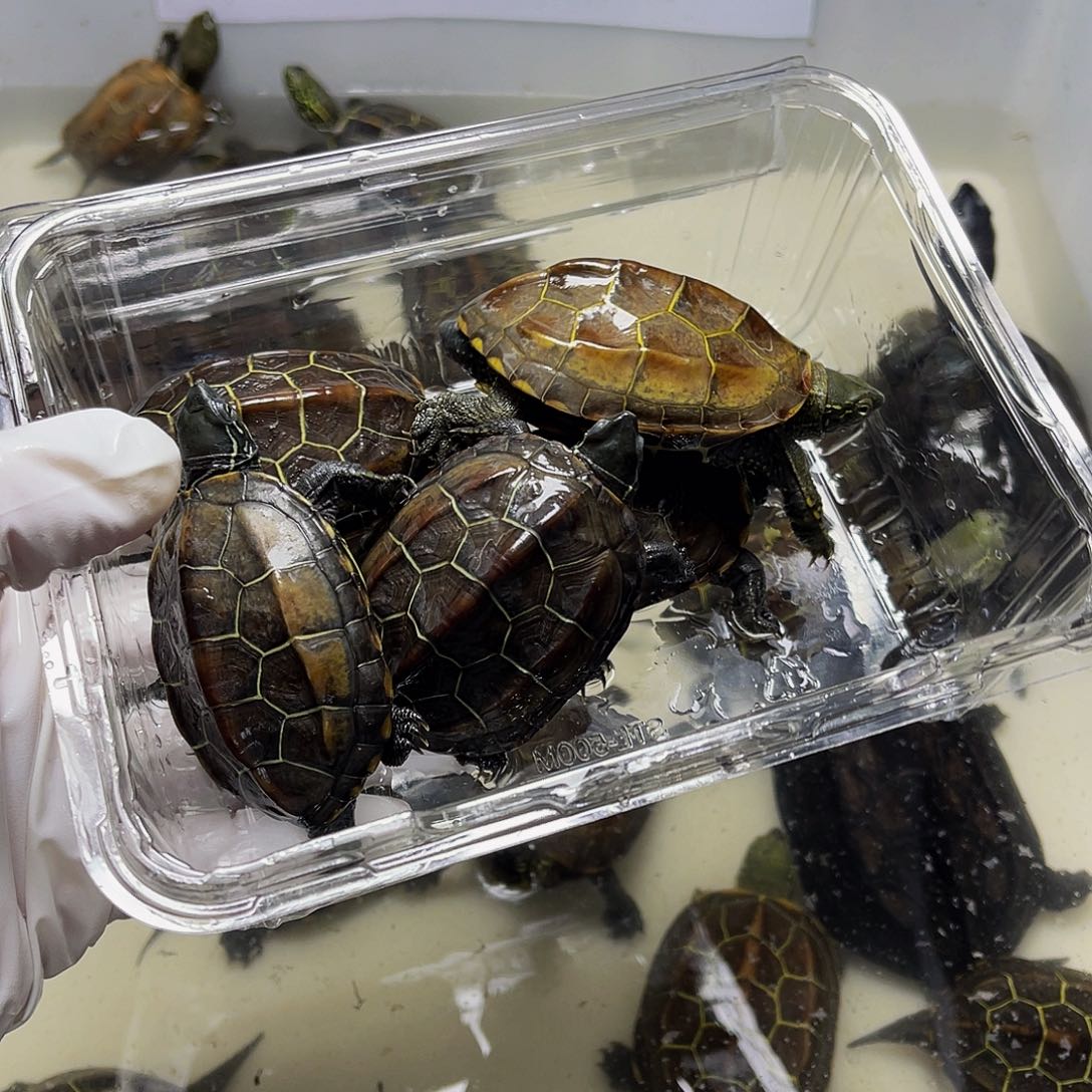 中华草龟公母搭配123466