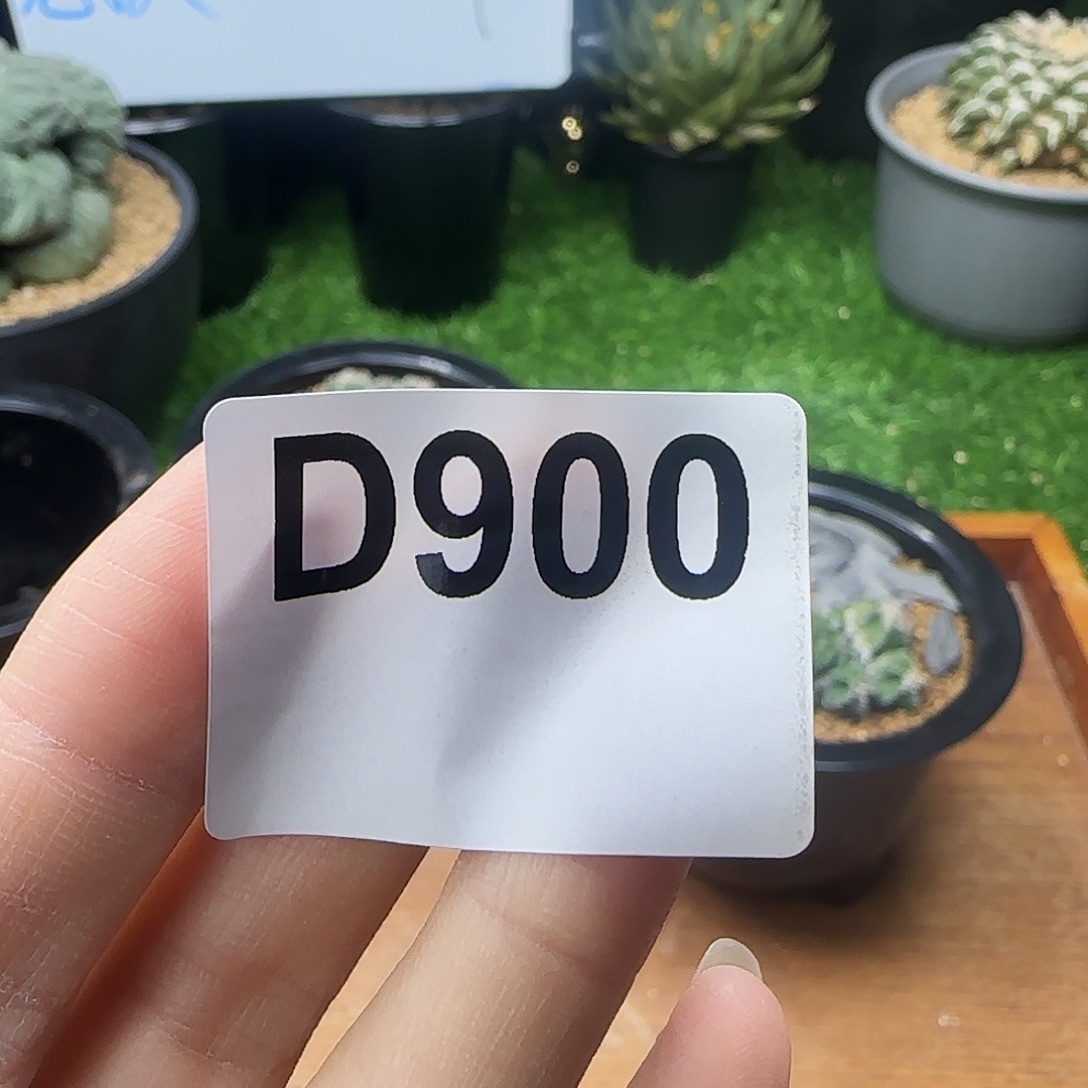 光琳推荐仙人球专拍