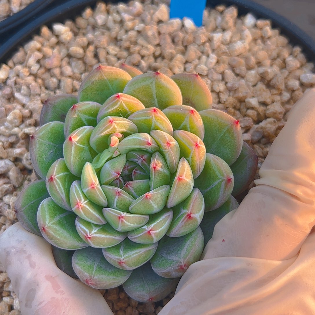 萌***。雪花珍妮3085号一物一拍