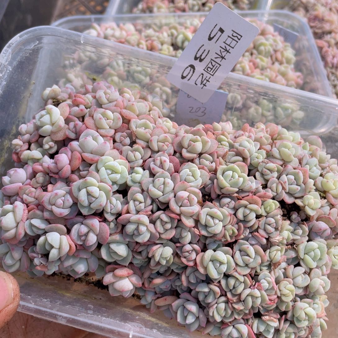 元*量拍多肉植物多肉植物536