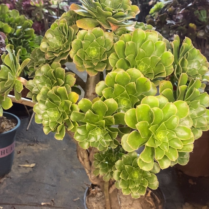 原始绿多肉植物7。 