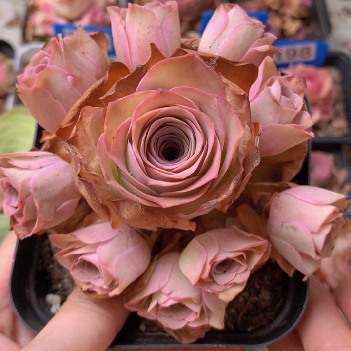 一物一拍星辰清秋257