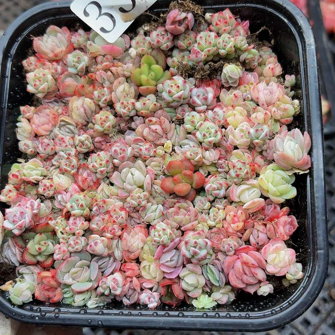 多肉植物多肉植物332