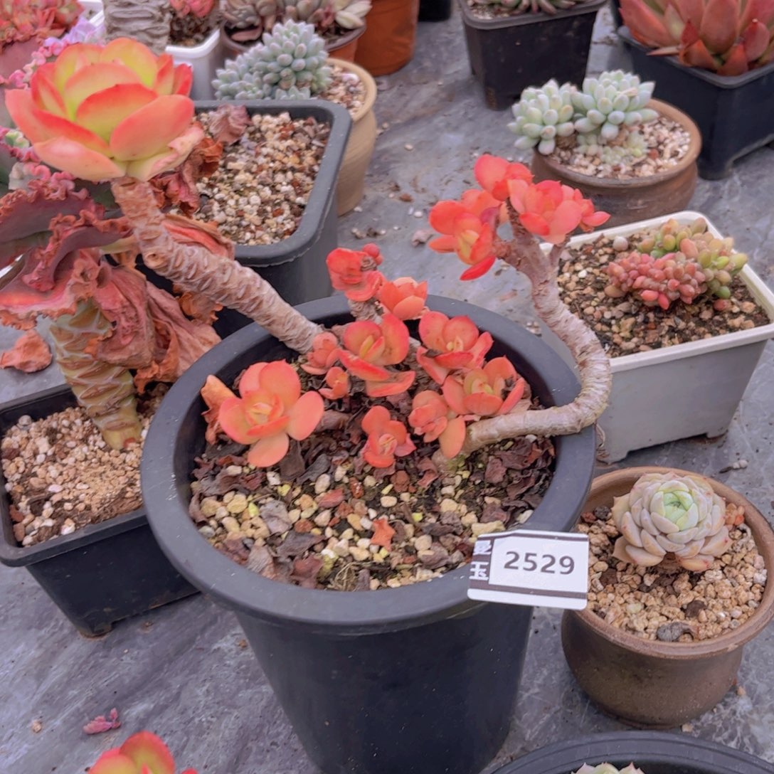 红梅多肉植物2529