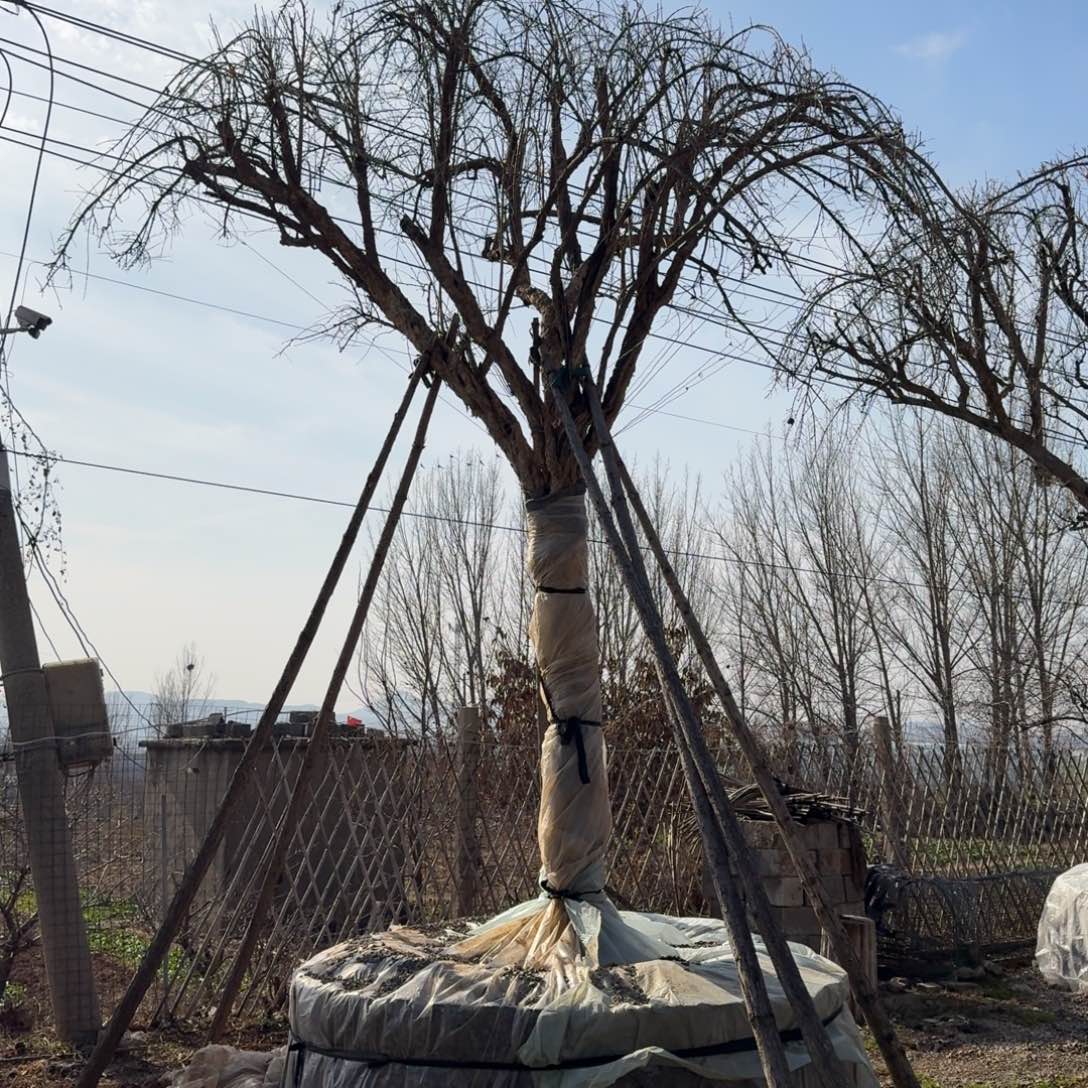 无花朵石榴树石榴树