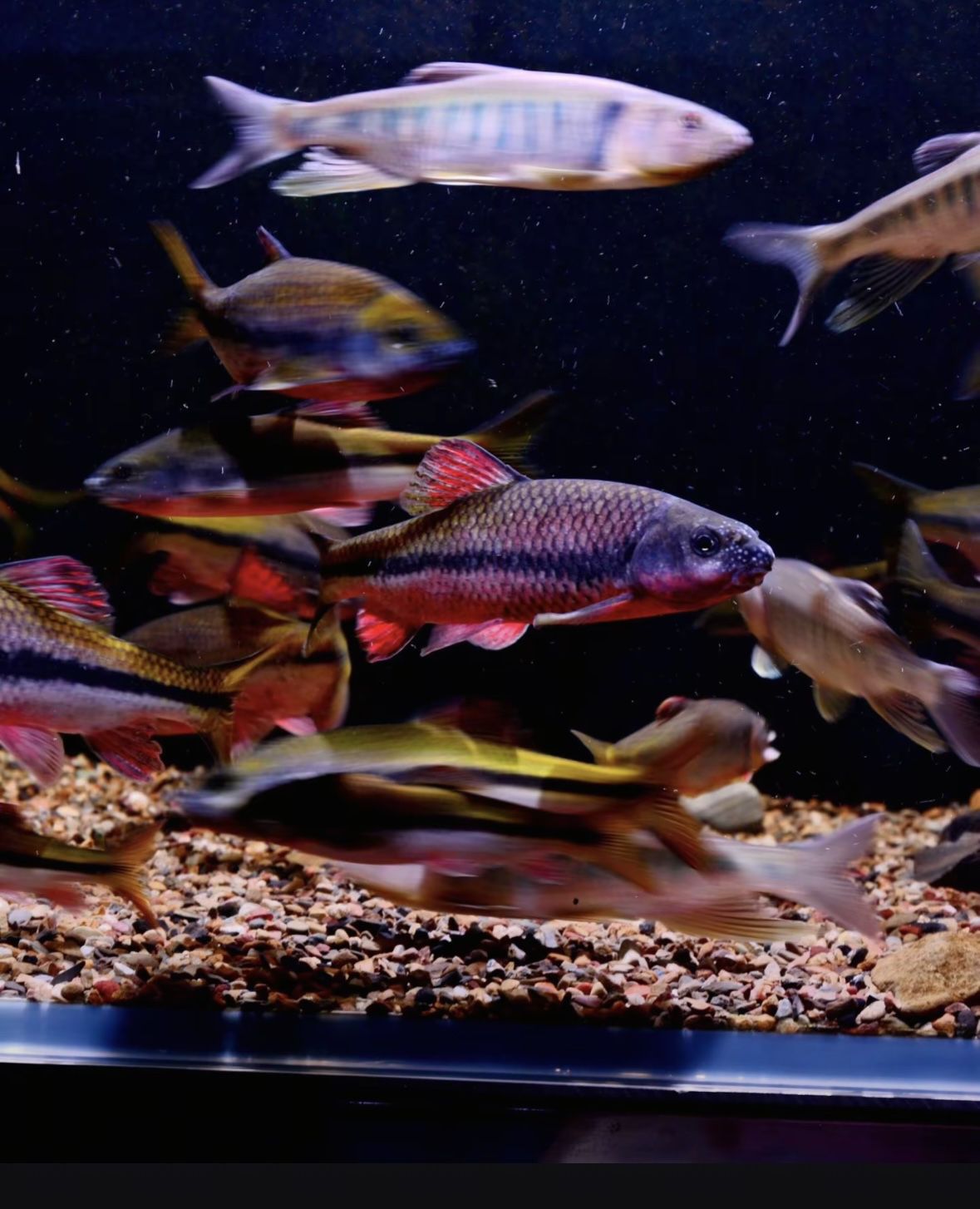 【发色冷水鱼】网红小型观赏鱼原生鱼红腹溪石斑冷水鱼溪石斑溪流鱼