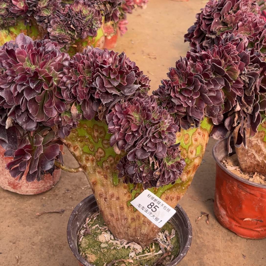 85欧紫缀化多肉植物法师