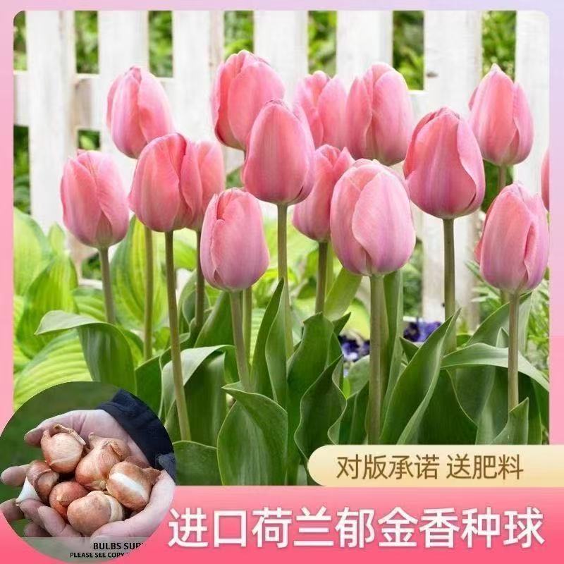 进口郁金香种球四季盆栽花卉室内室内外阳台庭院植物