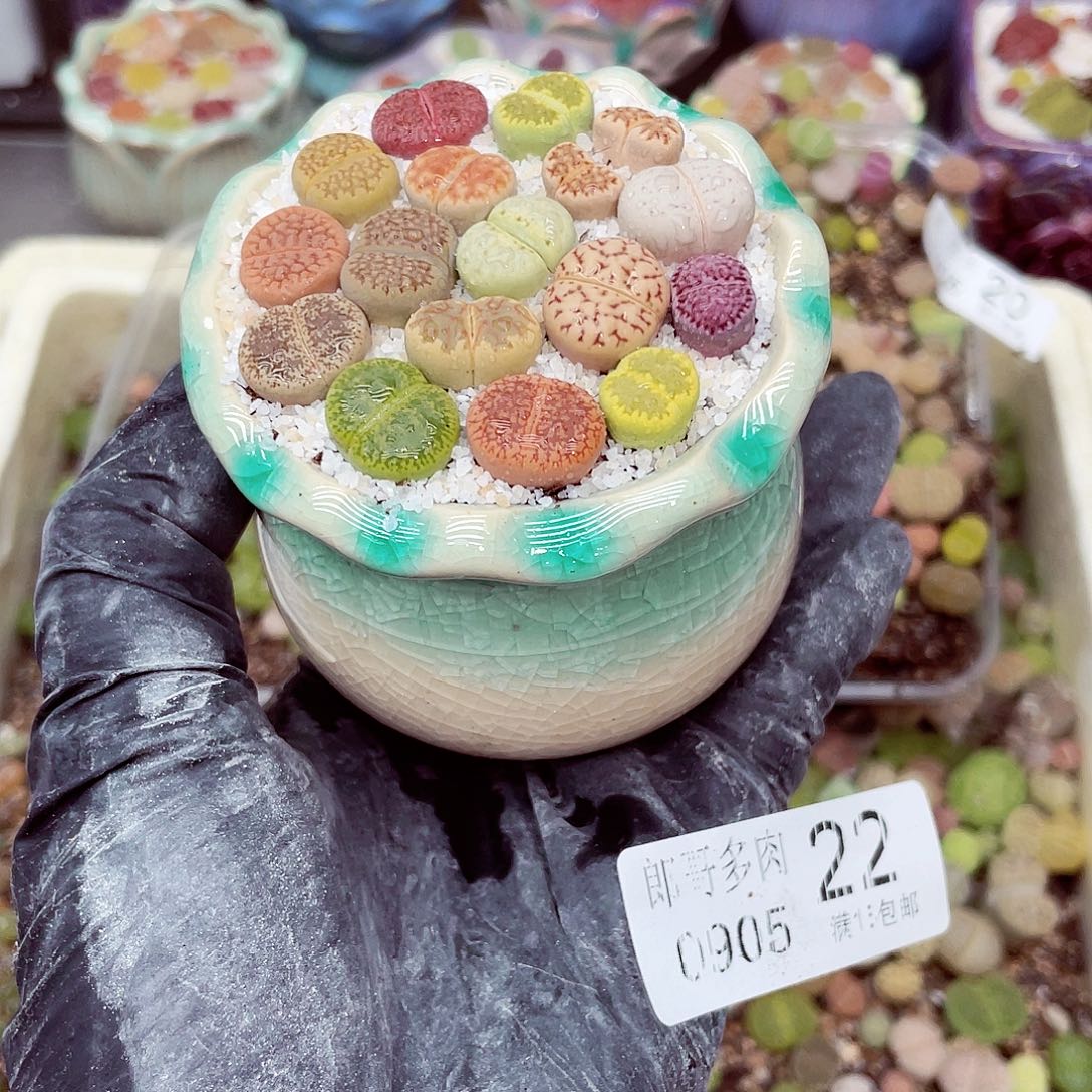 生石花满18包邮0905-22