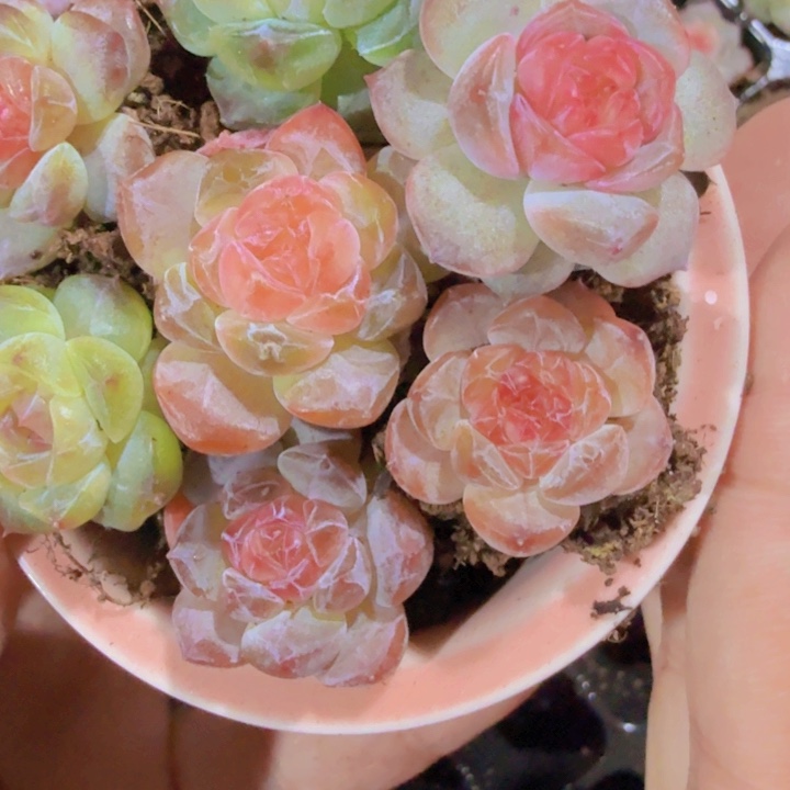 七彩冰魄五颗一组