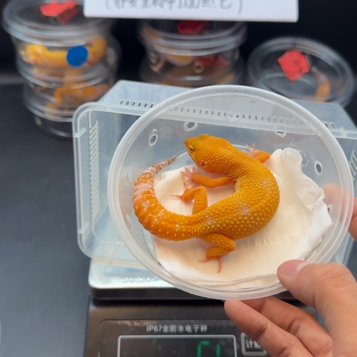 豹纹守宫阳光妹妹