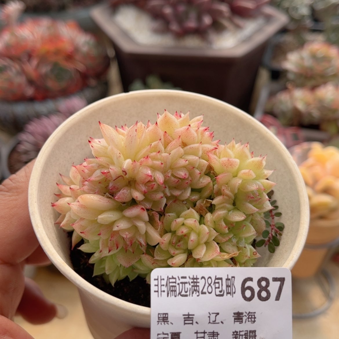 【闪购商品】687麦秆