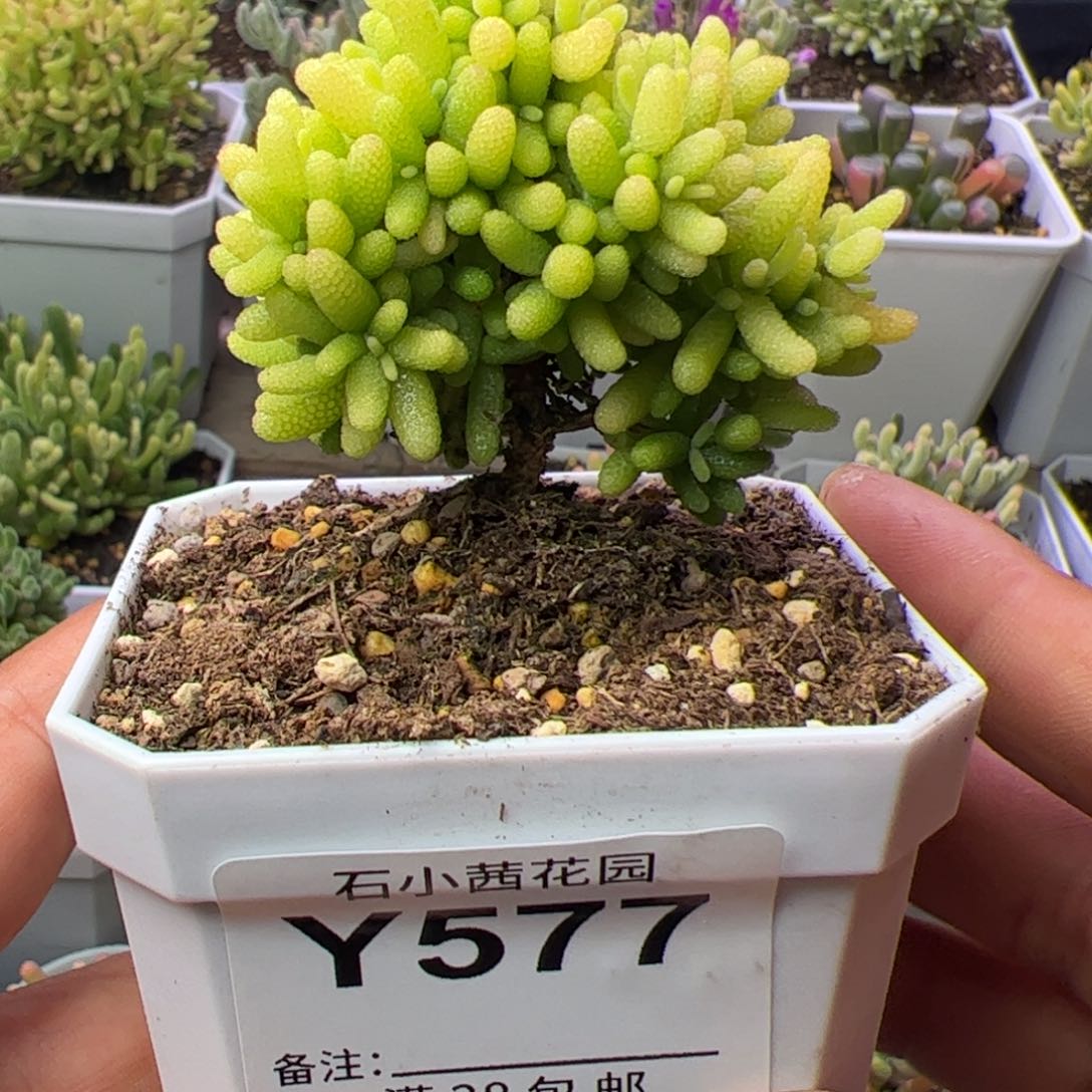 多肉植物枝干糖球黄锦