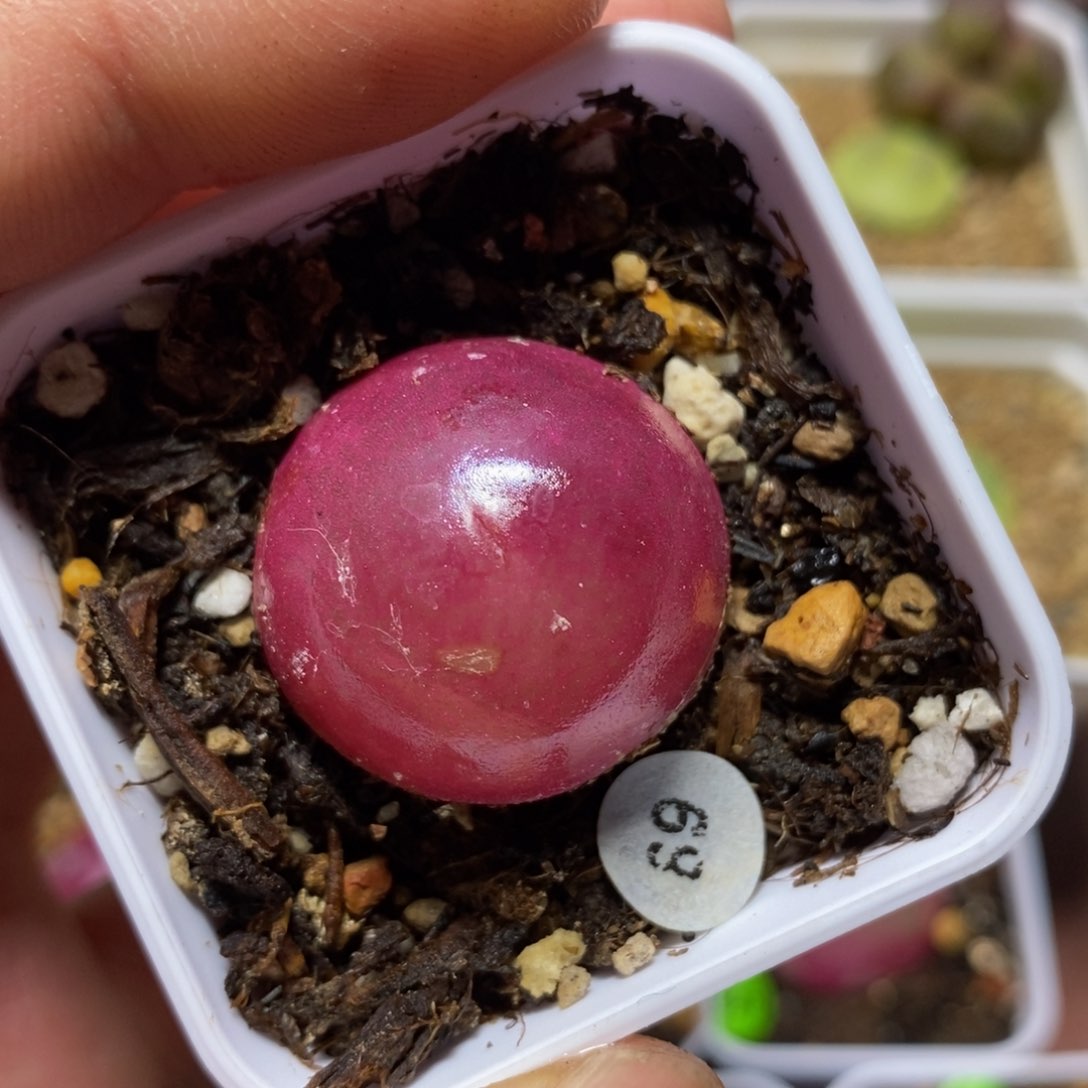 红灯泡2.6+点可带盆多肉69