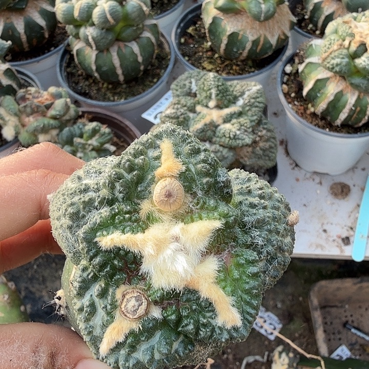 无花朵357大尤金毛龟甲牡丹