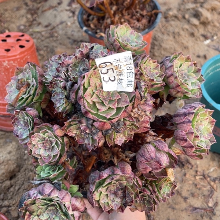 65万拉丝手捧3号棚